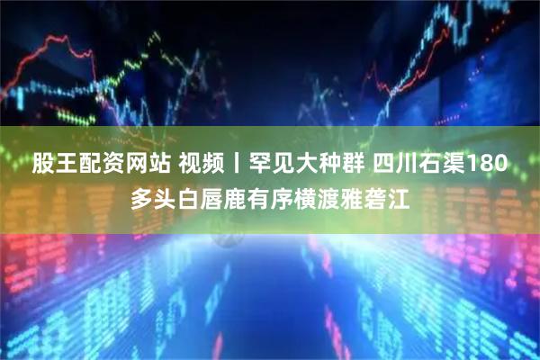 股王配资网站 视频丨罕见大种群 四川石渠180多头白唇鹿有序横渡雅砻江